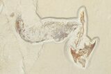 Cretaceous Ray (Rhombopterygia) Fossil With Fish & Shrimp #201862-5